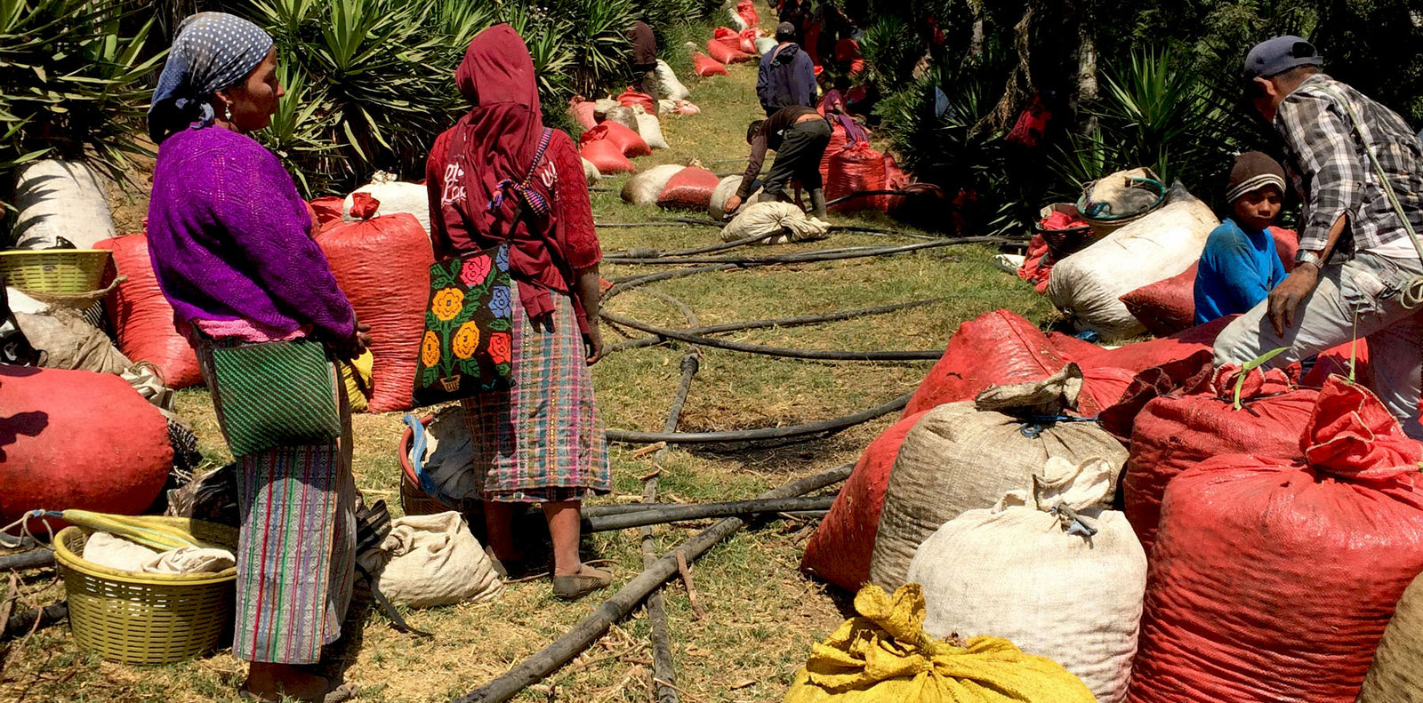 Guatemala Suave -Medium Roast