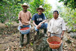 Guatemala Sabor Cremoso -Dark Roast