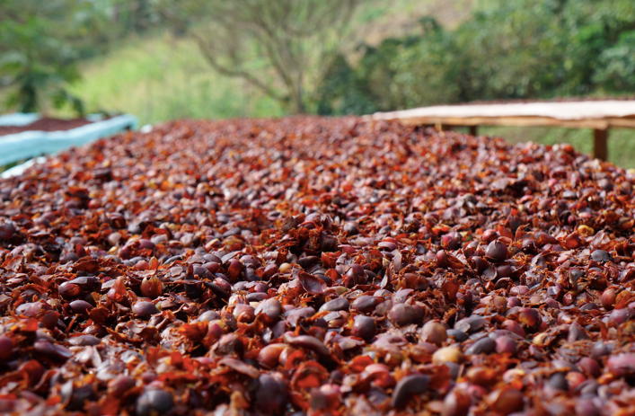 Organic Coffee Cherry Tea